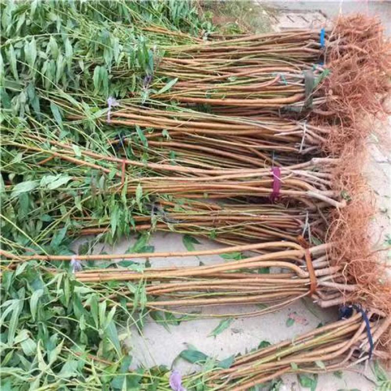 大量供应桃树苗，突围中桃九，黄金蜜看地起苗包成活包结果。