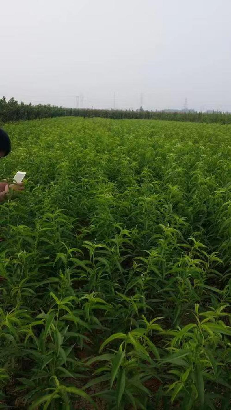大量供应桃树苗，突围中桃九，黄金蜜看地起苗包成活包结果。