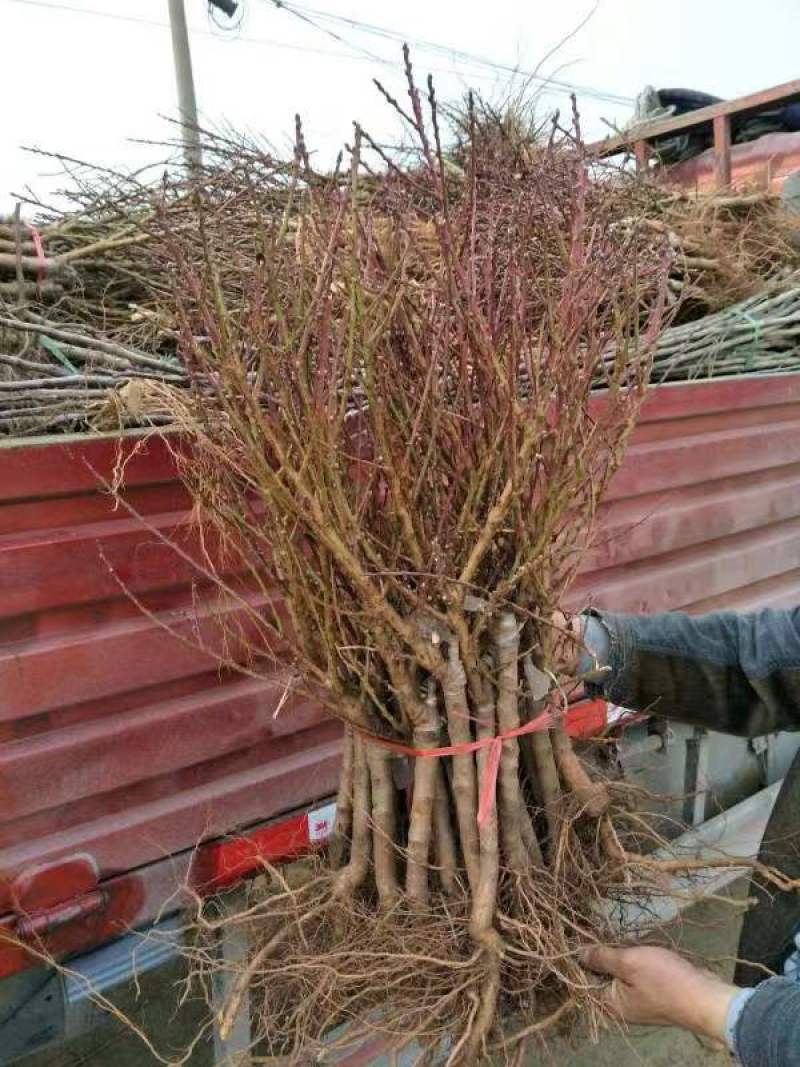 大量供应桃树苗，突围中桃九，黄金蜜看地起苗包成活包结果。