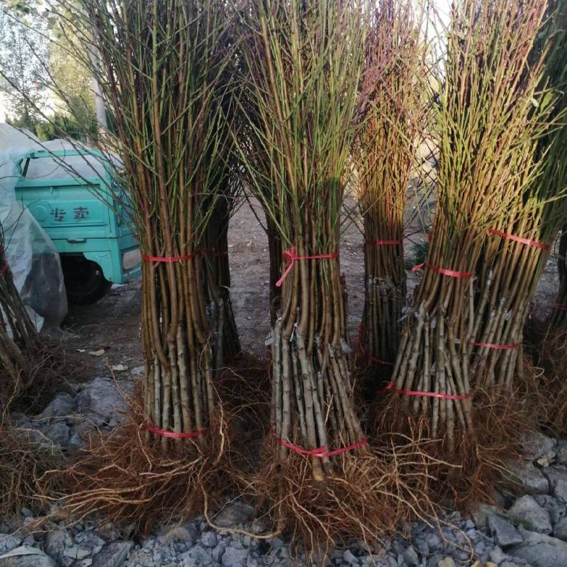 大量供应桃树苗，突围中桃九，黄金蜜看地起苗包成活包结果。