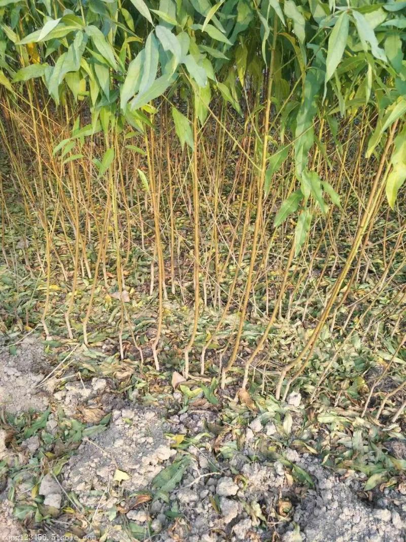 大量供应桃树苗，突围中桃九，黄金蜜看地起苗包成活包结果。