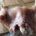 全熟去骨乳牛头肉，单个二三斤左右，瘦度高
