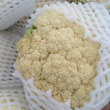 甘肃松松花菜青梗白面松花菜小米粒一手价格提供网袋无黑点