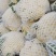 甘肃松松花菜青梗白面松花菜小米粒一手价格提供网袋无黑点