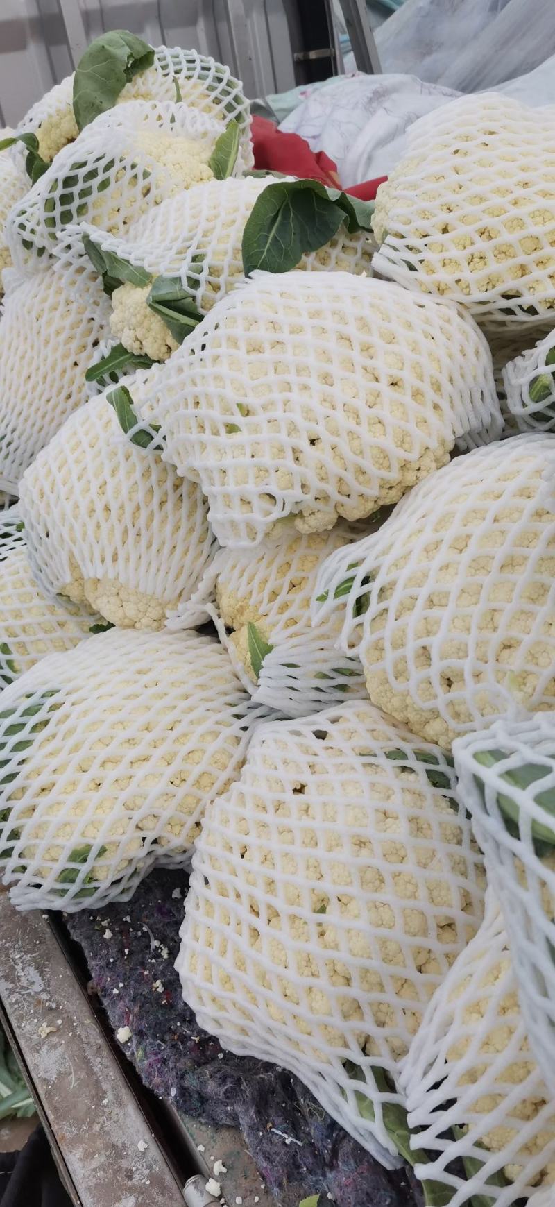 甘肃松松花菜青梗白面松花菜小米粒一手价格提供网袋无黑点