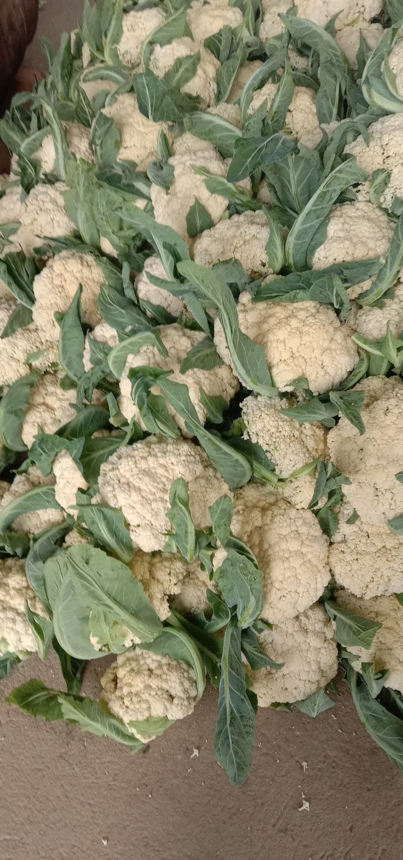 甘肃松松花菜青梗白面松花菜小米粒一手价格提供网袋无黑点