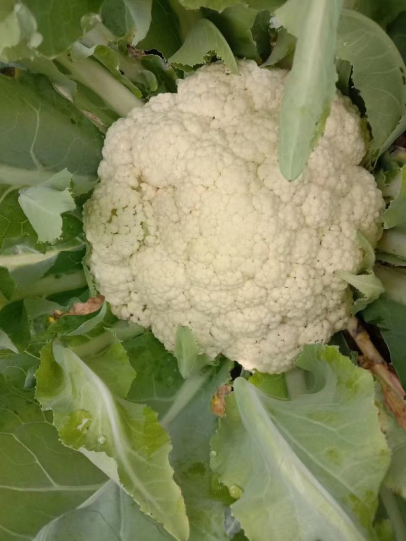 甘肃松松花菜青梗白面松花菜小米粒一手价格提供网袋无黑点