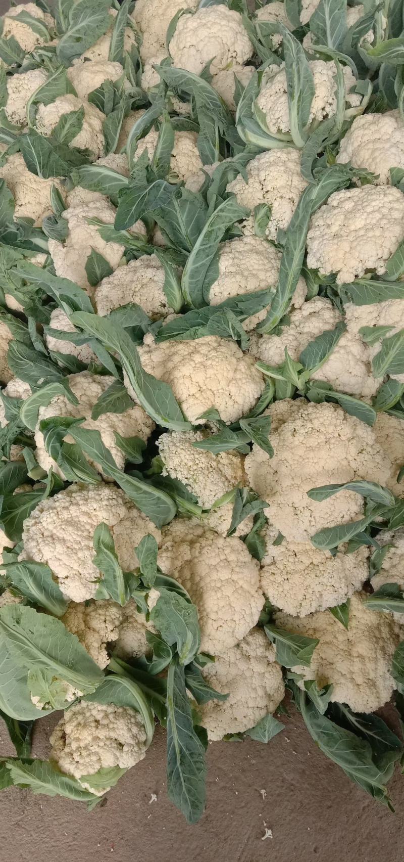 甘肃松松花菜青梗白面松花菜小米粒一手价格提供网袋无黑点