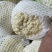 甘肃松松花菜青梗白面松花菜小米粒一手价格提供网袋无黑点