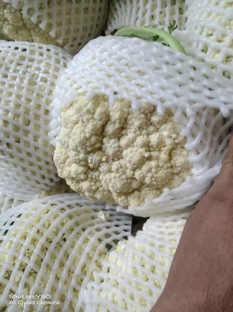 甘肃松松花菜青梗白面松花菜小米粒一手价格提供网袋无黑点