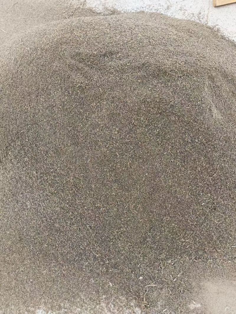 碱蓬种子/碱蓬苗/碱蓬种子土壤