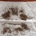 碱蓬种子/碱蓬苗/碱蓬种子土壤