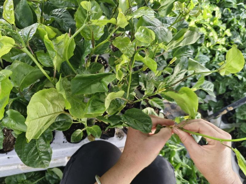 大量出售优质台农合钦蜜九号百香果苗，欢迎大家来订购