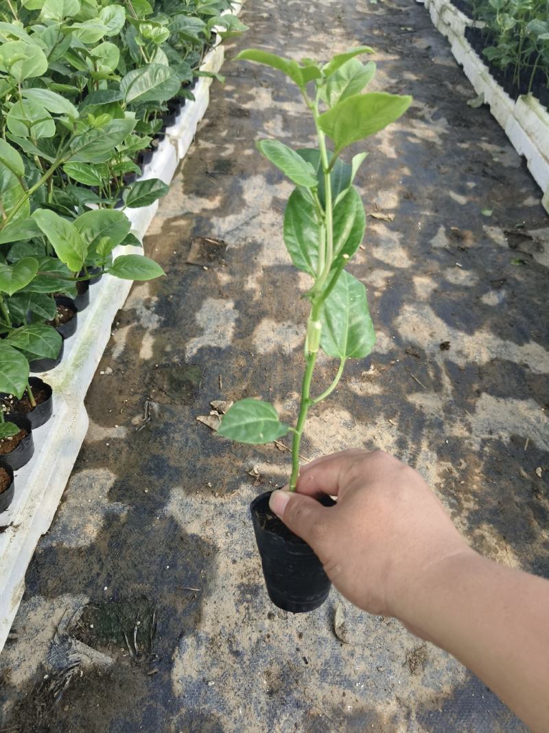 大量出售优质台农合钦蜜九号百香果苗，欢迎大家来订购