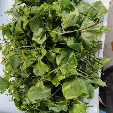大量出售优质台农合钦蜜九号百香果苗，欢迎大家来订购