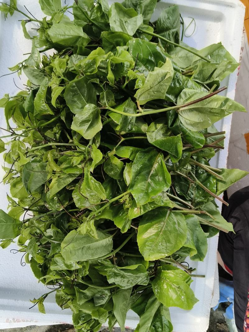 大量出售优质台农合钦蜜九号百香果苗，欢迎大家来订购