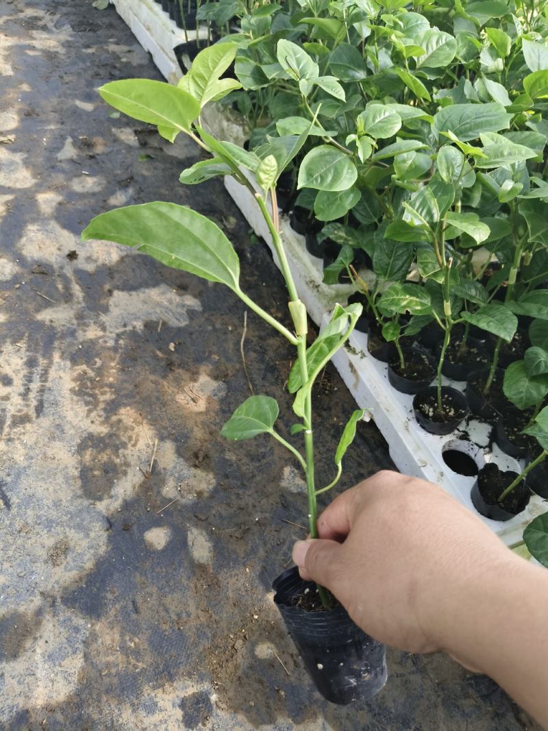 大量出售优质台农合钦蜜九号百香果苗，欢迎大家来订购