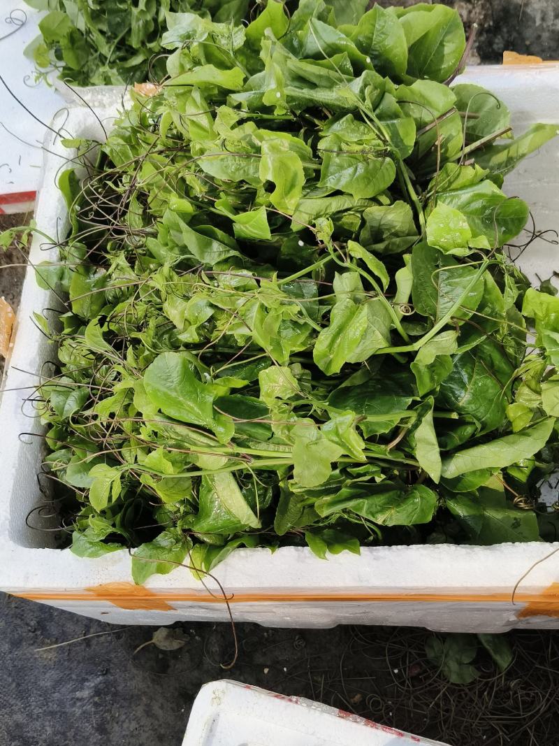 大量出售优质台农合钦蜜九号百香果苗，欢迎大家来订购