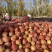 阿克苏糖心苹果🍎坏果包赔质量保证可视频看货