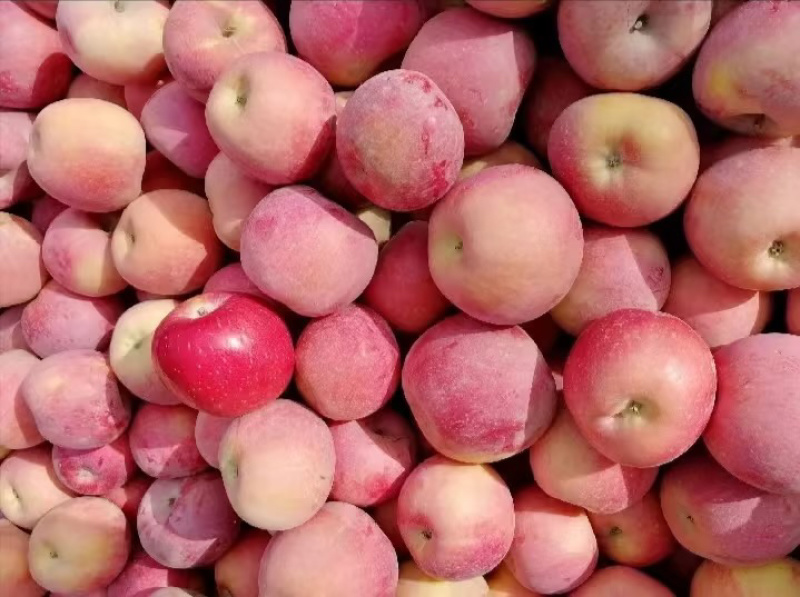 阿克苏糖心苹果🍎坏果包赔质量保证可视频看货