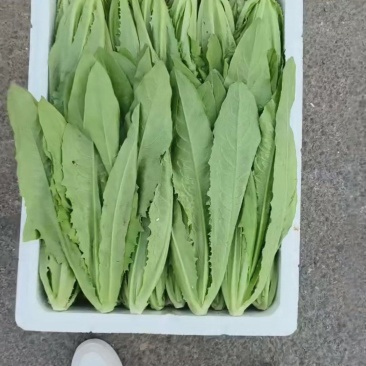 【油麦菜】精品小油麦，产地直供，一手货源，品质保证，量大从优