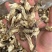 A级鹿茸菇干鹿茸菇鹿茸菇嫩仔D级鹿茸菇无碎片价格美丽
