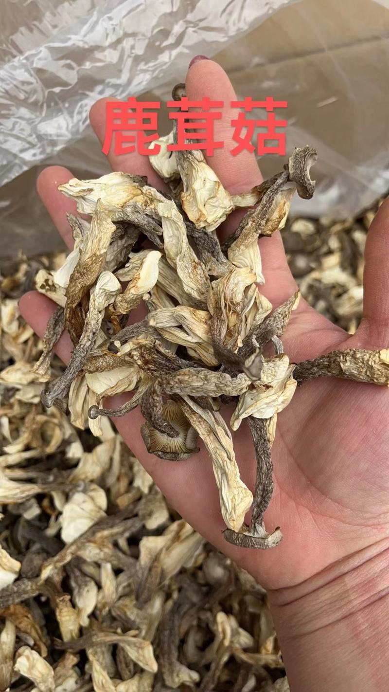 A级鹿茸菇干鹿茸菇鹿茸菇嫩仔D级鹿茸菇无碎片价格美丽