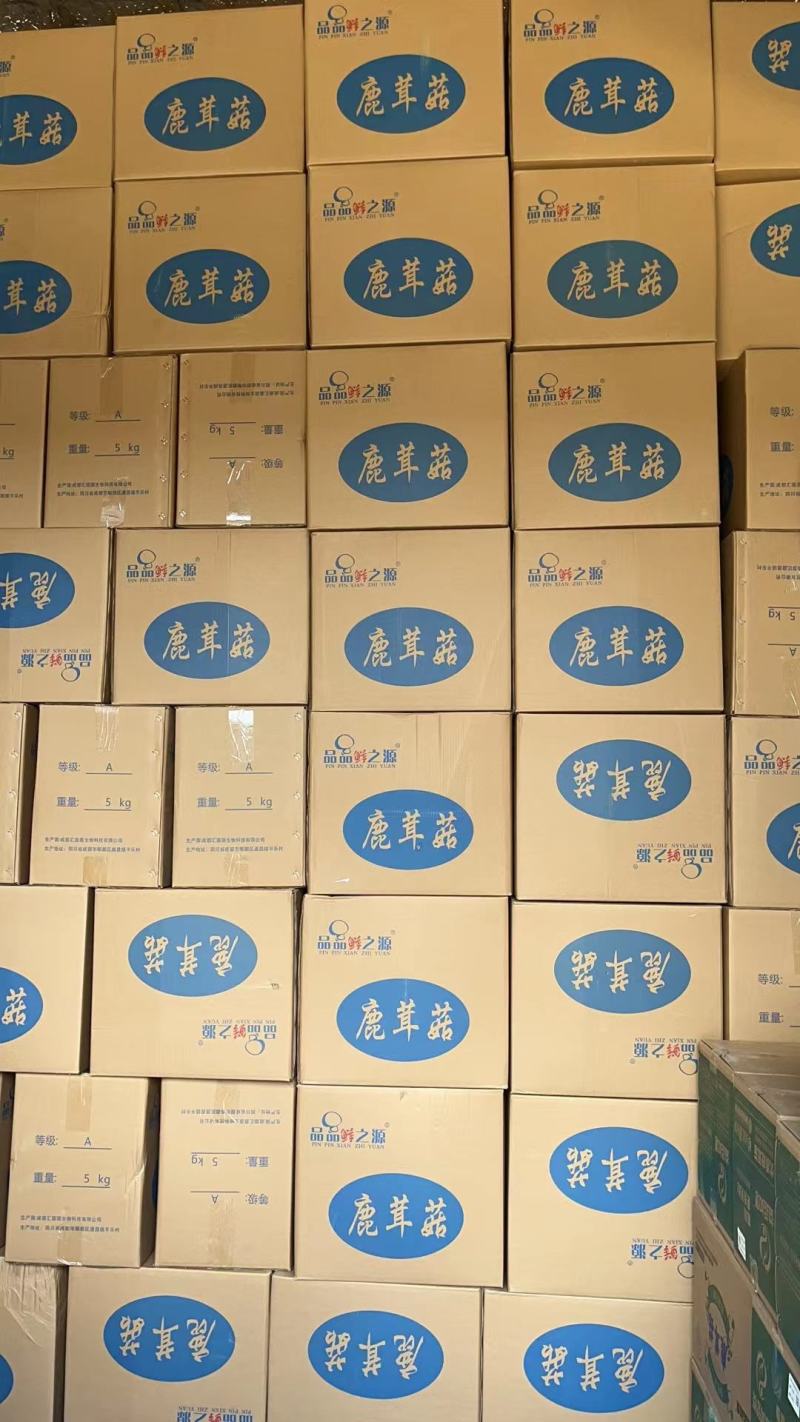 A级鹿茸菇干鹿茸菇鹿茸菇嫩仔D级鹿茸菇无碎片价格美丽