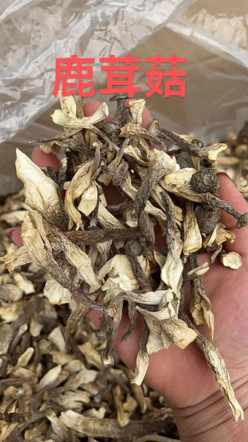 A级鹿茸菇干鹿茸菇鹿茸菇嫩仔D级鹿茸菇无碎片价格美丽