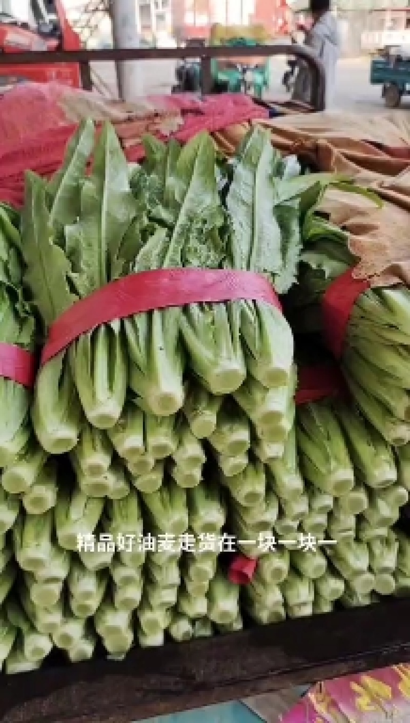 【油麦菜】精品小油麦，产地直供，一手货源，品质保证，量大从优