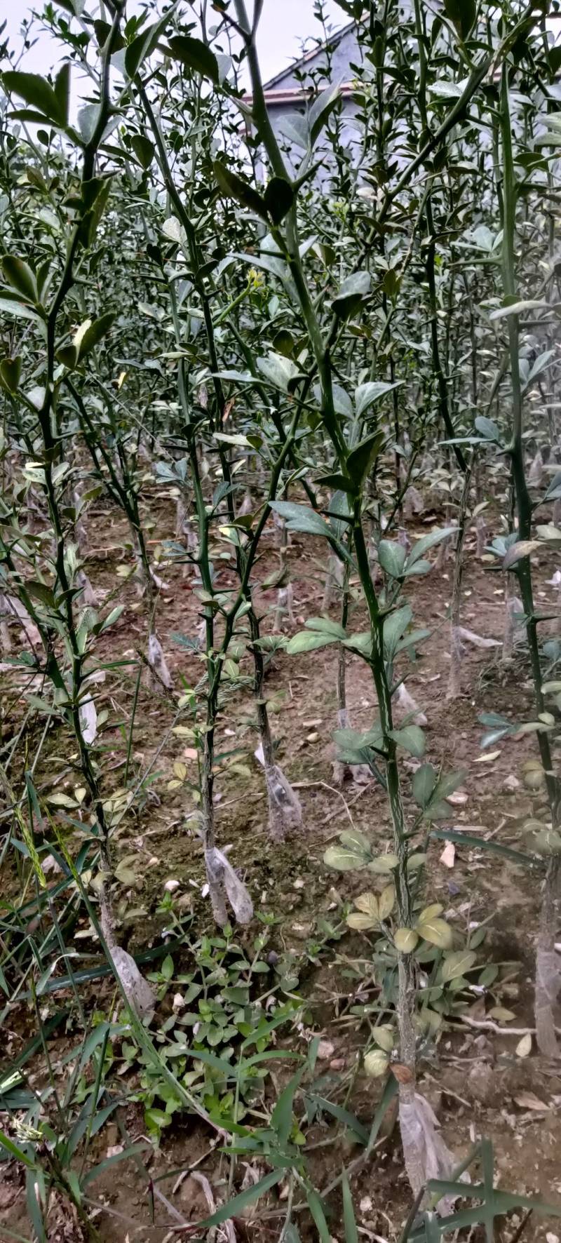 处理枳壳嫁接好的冰糖柚苗，只要移植好就可出苗