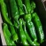 《301辣椒》河南鲜辣椒夏邑辣椒大量上市规格齐全价格便宜
