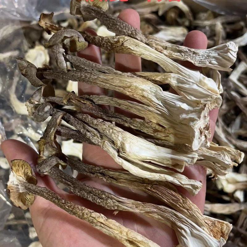 A级鹿茸菇干鹿茸菇鹿茸菇嫩仔D级鹿茸菇无碎片价格美丽
