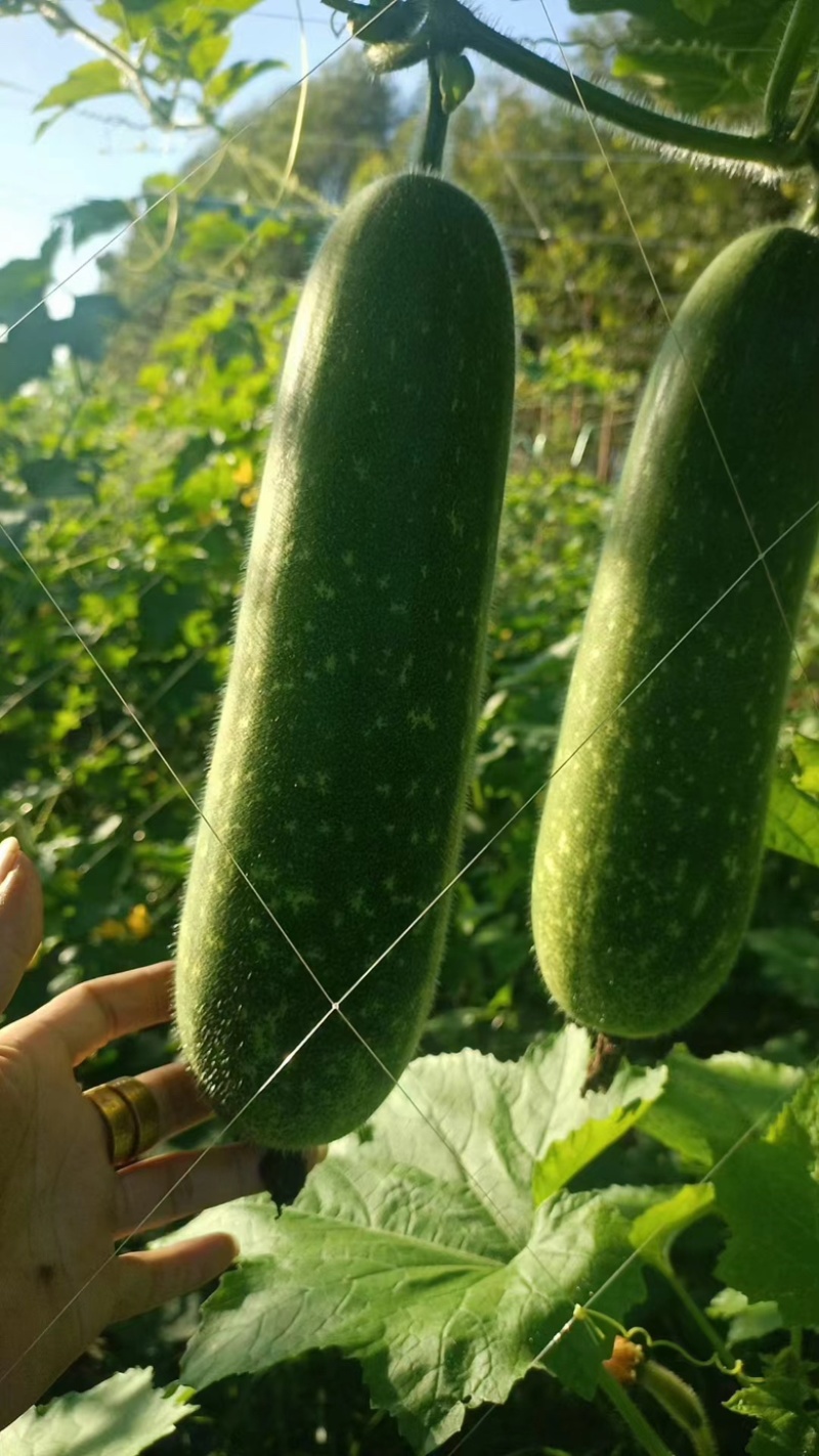 广东湛江徐闻毛节瓜已大量上市，需要的老板联系我