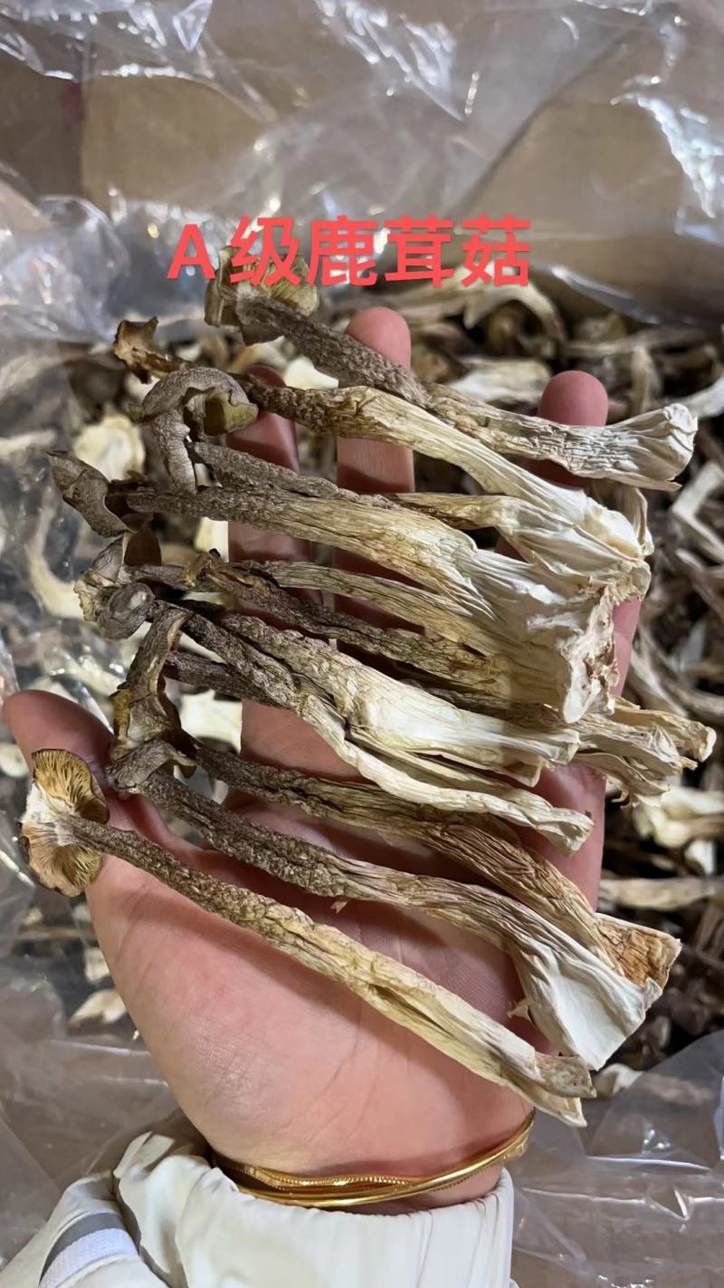 A级鹿茸菇干鹿茸菇鹿茸菇嫩仔D级鹿茸菇无碎片价格美丽