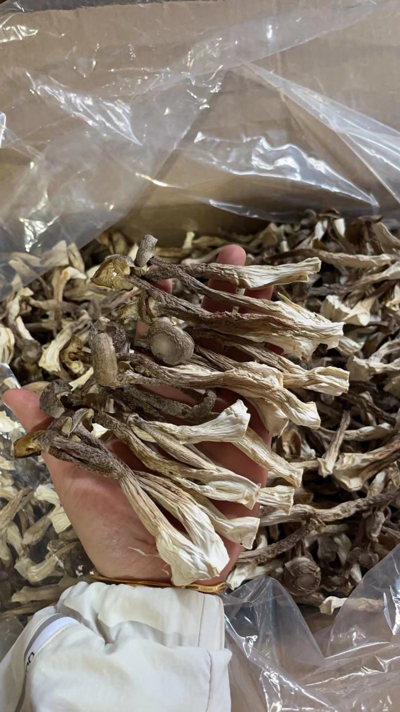 A级鹿茸菇干鹿茸菇鹿茸菇嫩仔D级鹿茸菇无碎片价格美丽