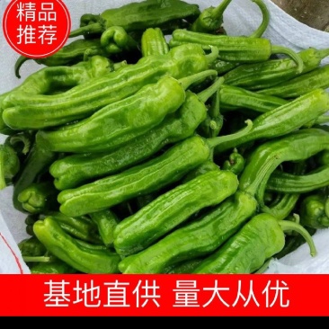 《苏椒》河南鲜辣椒夏邑辣椒大量上市规格齐全价格便宜