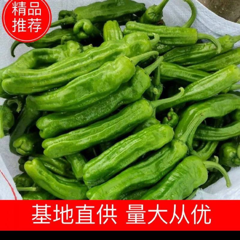 《苏椒》河南鲜辣椒夏邑辣椒大量上市规格齐全价格便宜