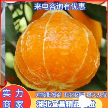 九月红脐橙新鲜果冻橙。欢迎来电咨询价格