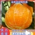 九月红脐橙新鲜果冻橙。欢迎来电咨询价格