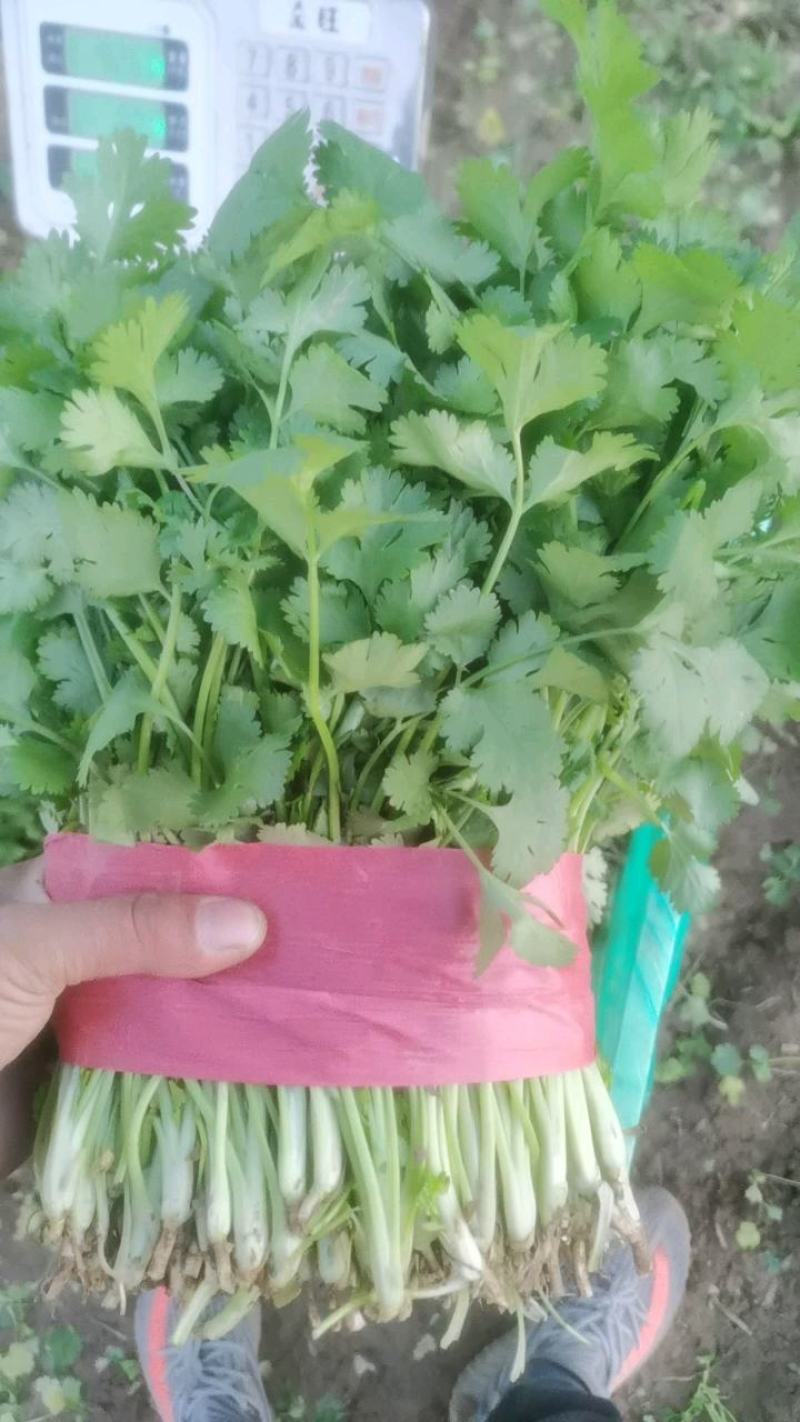 山东金乡精品大叶香菜产地直发一手货源价格优惠