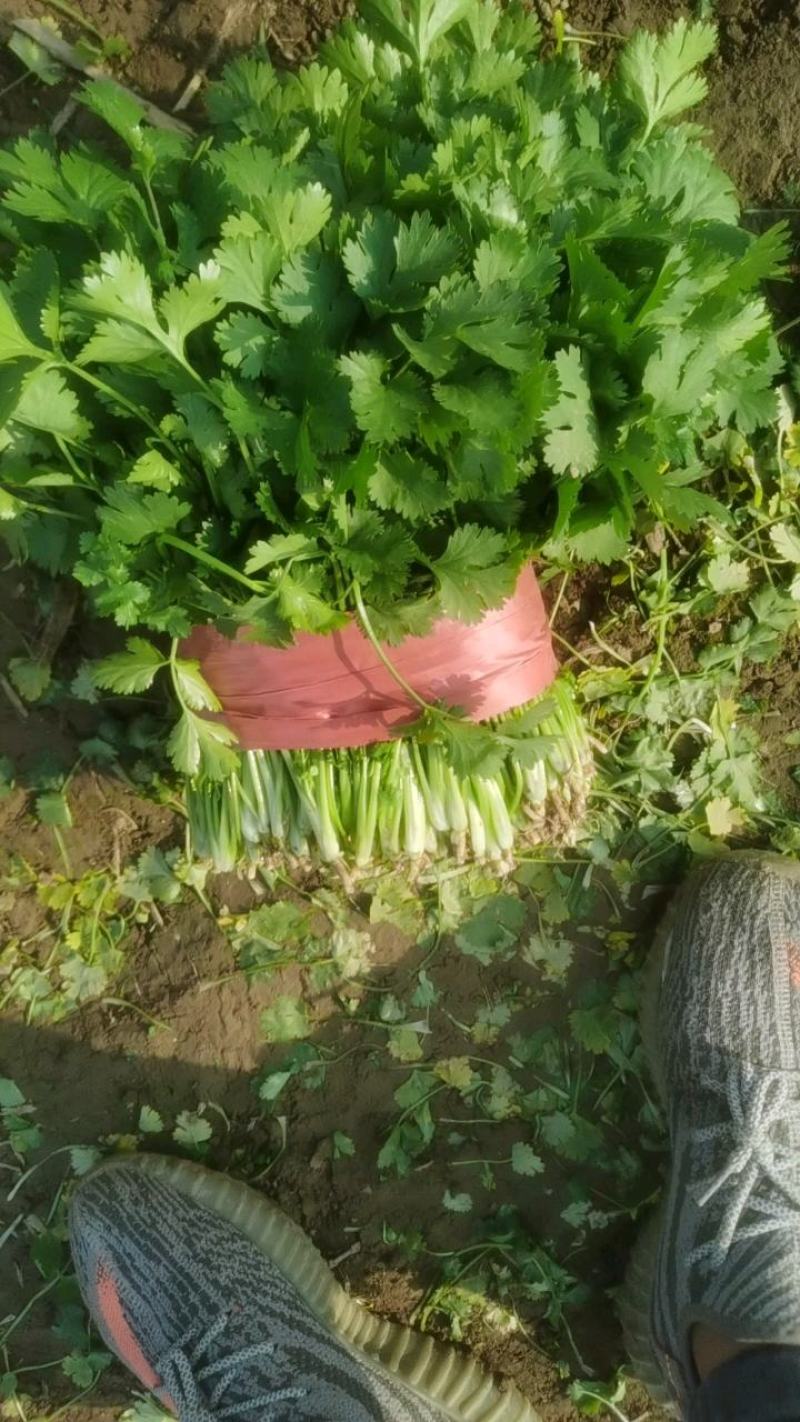 山东金乡精品大叶香菜产地直发一手货源价格优惠