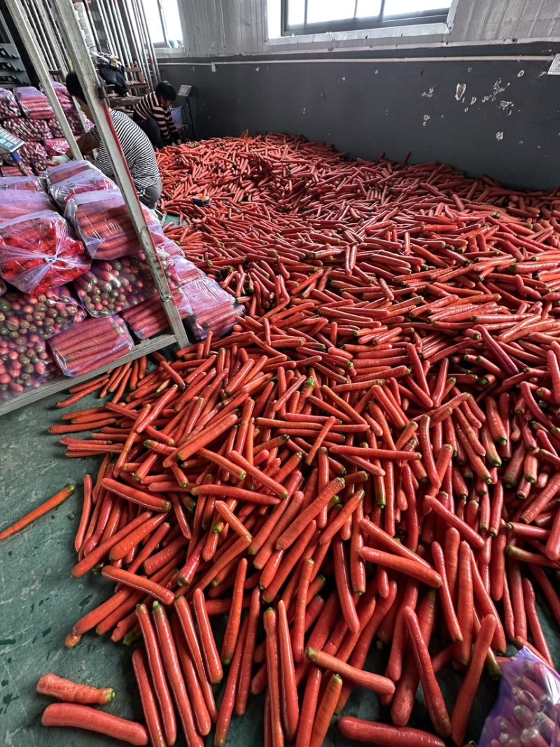 新苗红萝卜胡萝卜供应养殖场加工厂食堂学校规格齐全直发