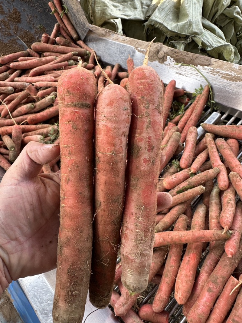 新苗红萝卜胡萝卜供应养殖场加工厂食堂学校规格齐全直发