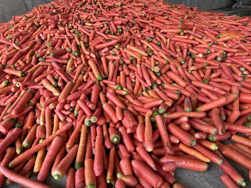 新苗红萝卜胡萝卜供应养殖场加工厂食堂学校规格齐全直发