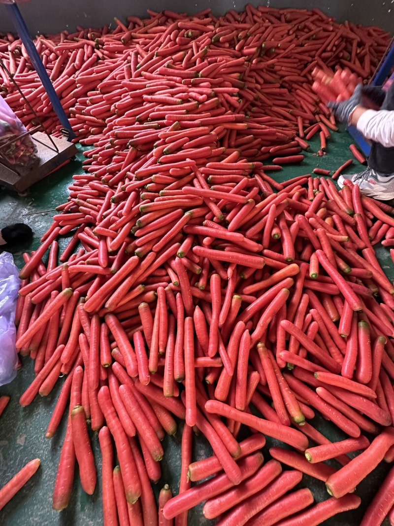 新苗红萝卜胡萝卜供应养殖场加工厂食堂学校规格齐全直发