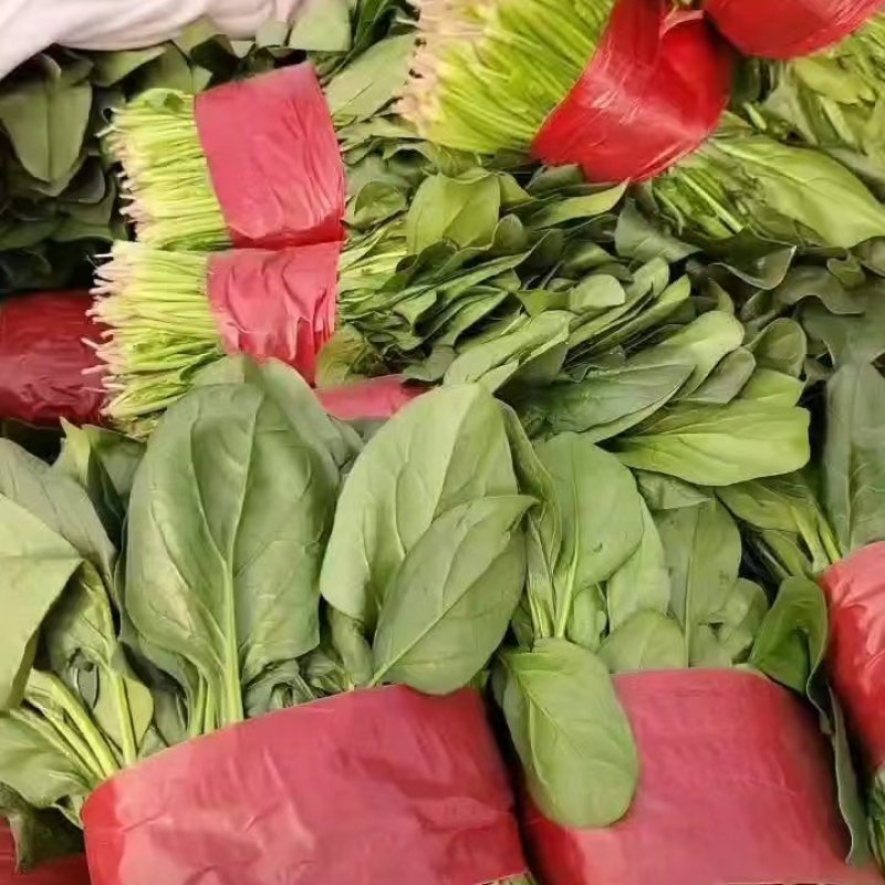 山东菠菜大量上市，对接全国市场，档口，电商平台，量大优惠