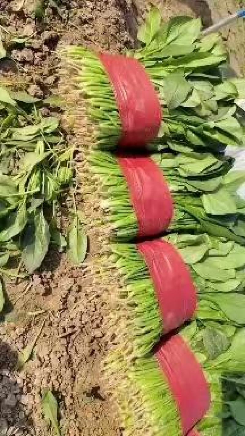 山东菠菜大量上市，对接全国市场，档口，电商平台，量大优惠