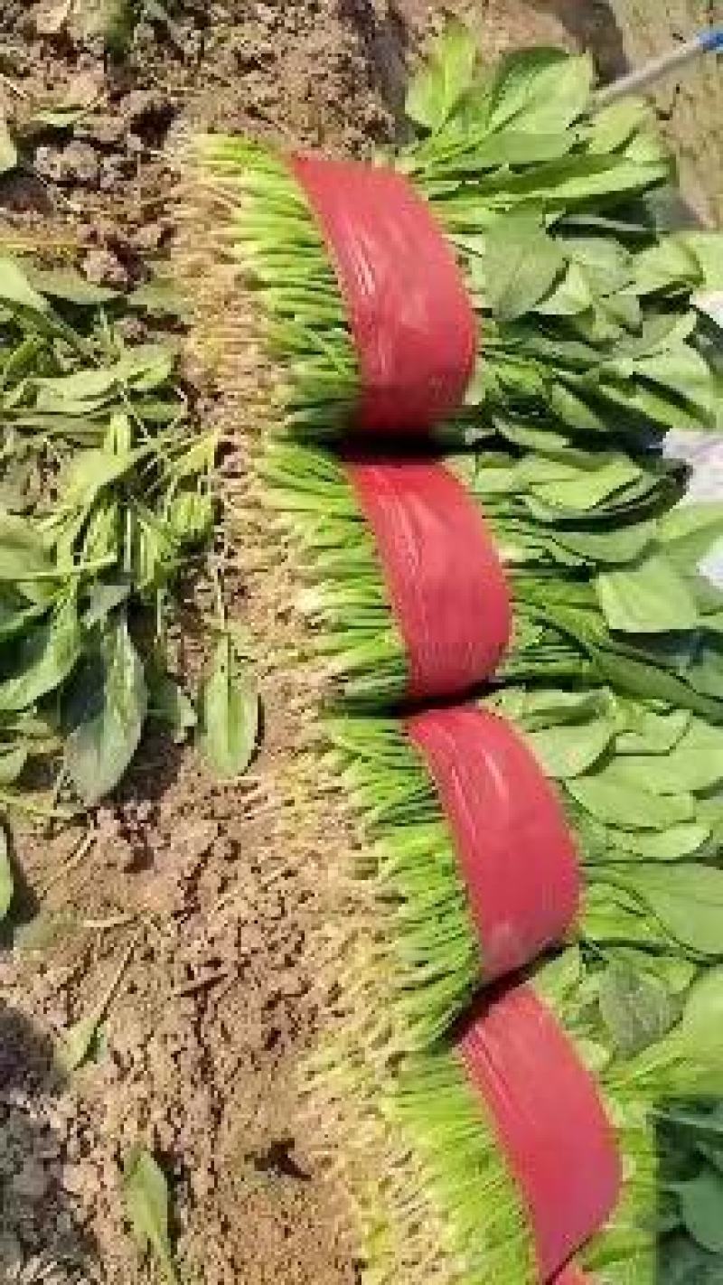 山东菠菜大量上市，对接全国市场，档口，电商平台，量大优惠