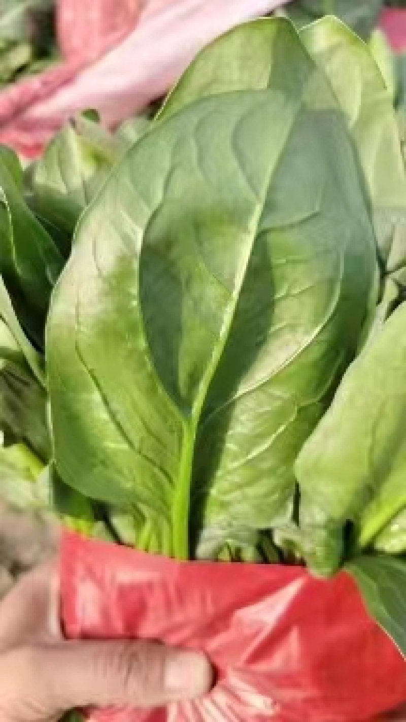 山东菠菜大量上市，对接全国市场，档口，电商平台，量大优惠